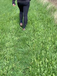 The long grass eventually resulted in wet feet.  We did wonder what this part of the path will be like later in the summer - could be overgrown?